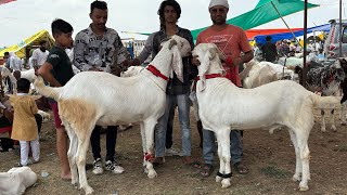 Dewas bakra mandi 23 may 2024 live update