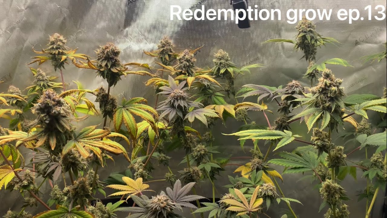 Выращивание фотопериодной конопли с помощью Grow Dots и Blumats! 9-я неделя! Последняя неделя!