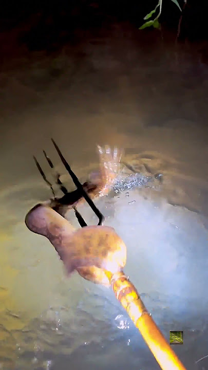 Is this a snake or a fish?