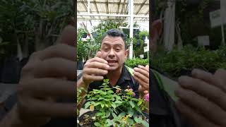 Por qué a mis rosas🌹 se les caen las hojas 🍃?