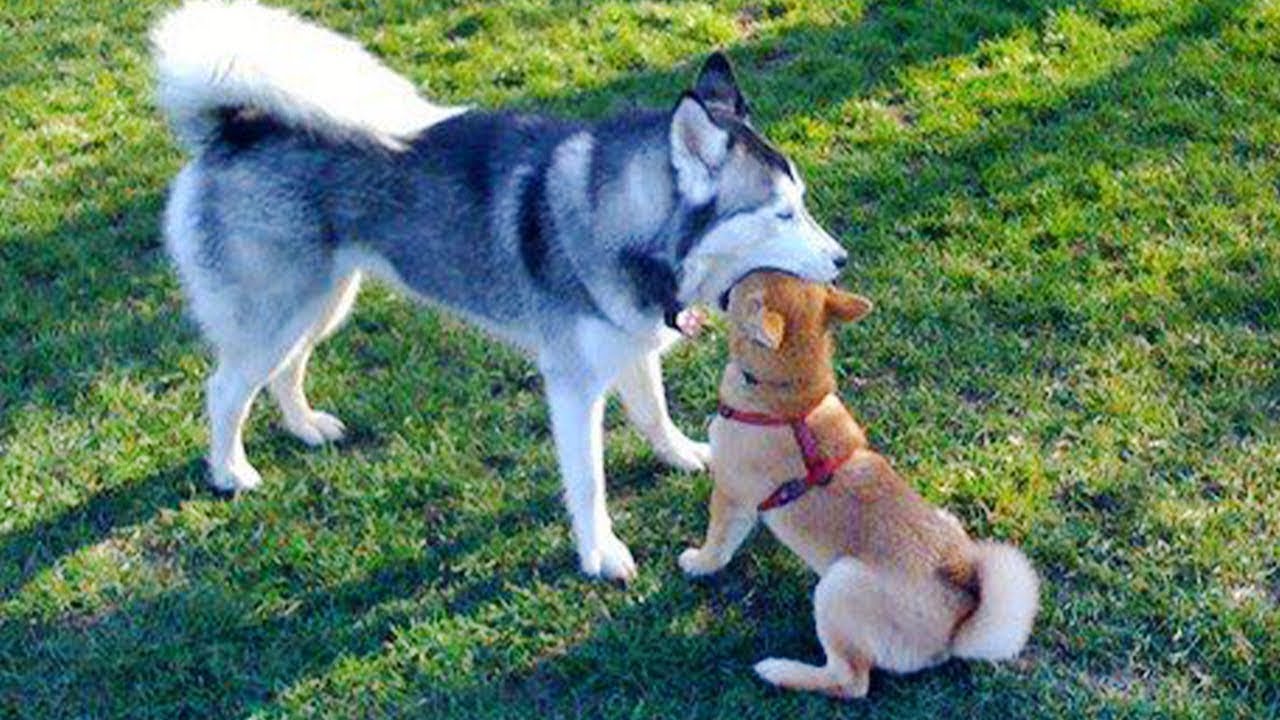 “When Huskies Get Too Emotional 😂🐶  Top Funny Pet Moments 2024”