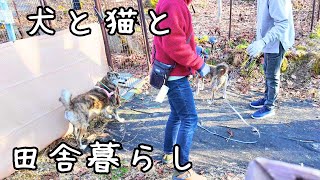 Rural life in Hokkaido/A peaceful holiday with dogs and cats