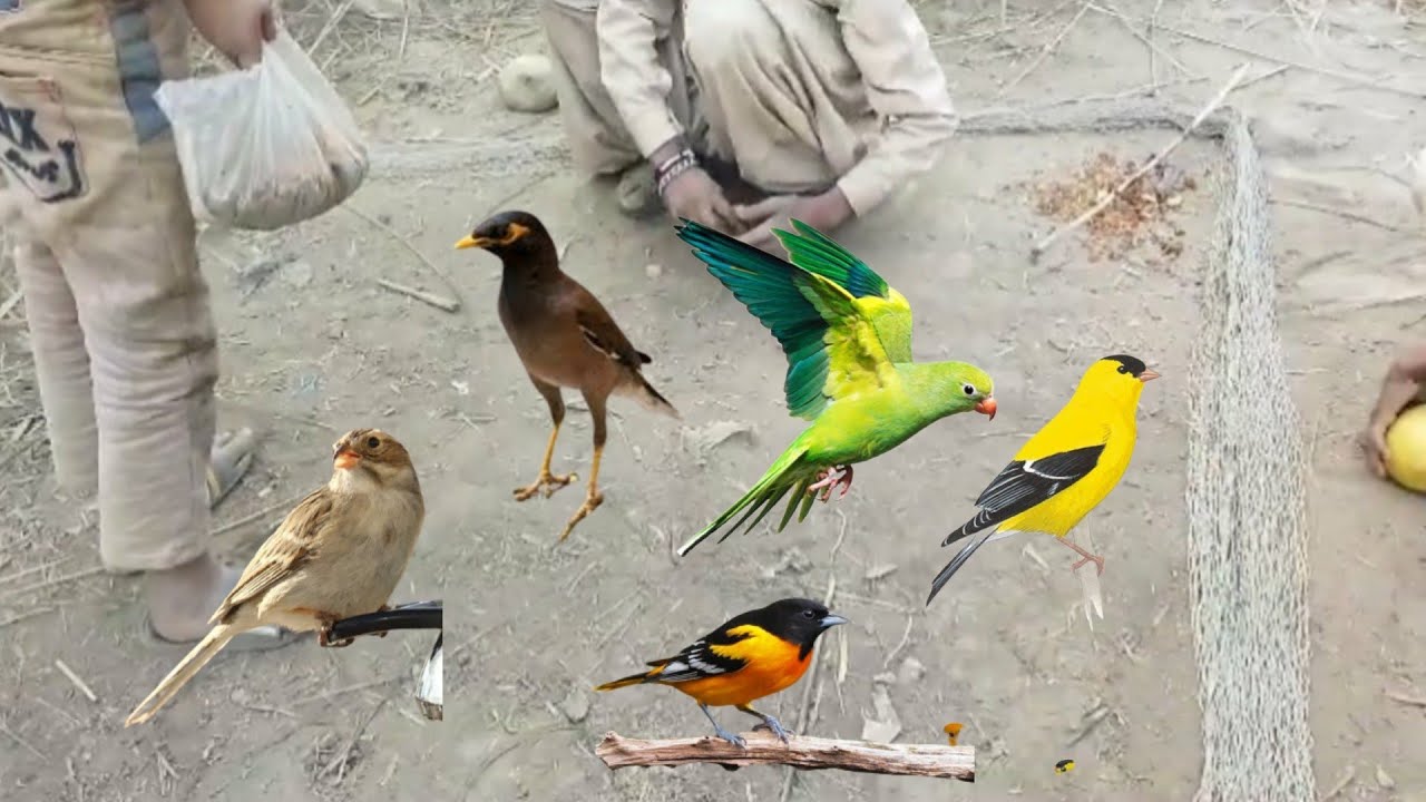 How to trap birds easy using foods Creative unique birds trap