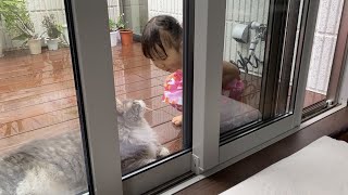 雨の日を娘と一緒に過ごす猫　ノルウェージャンフォレストキャットcat spending time with her daughter on a rainy day. Norwegian