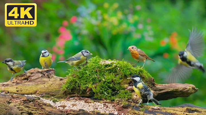 Watch the video about 😺 Beautiful Wild Birds in Forest - Uninterrupted 🐦 Cat TV for Cats to Watch 😺 🐦 8 Hours (4K)