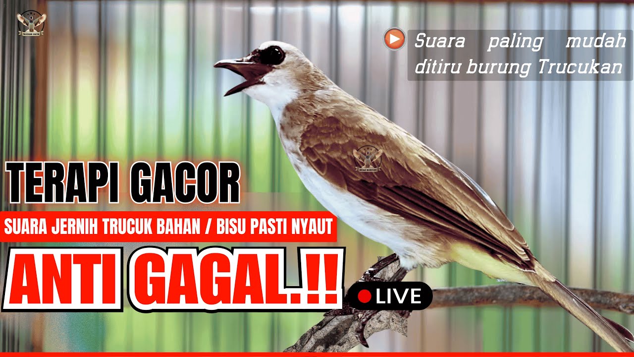 🔴PANCINGAN TRUCUKAN SUSAH BUNYI!! TRUCUKAN GACOR ROPEL PANJANG BIKIN TRUCUK MANA PUN CEPAT BUNYI