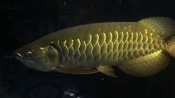 Highback 8 tháng nuôi phông đen