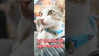 मुझे बुला लेना मुझे बहुत मजा आता है #funny #comedy #cat #catvideos
