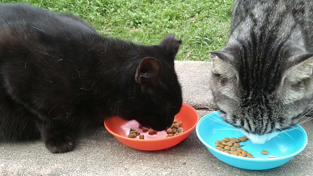 猫風邪の2匹、🐟キビナゴの中に抗生剤入れて食べさせました❤早く治る 