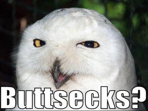 the owl evolution