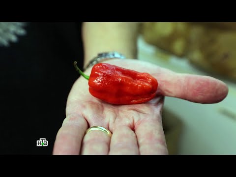 Еда живая и мёртвая. Выпуск от 26 марта 2016