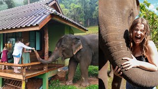 Off-Grid Tiny House surrounded by elephants!