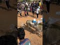 🐂🔥 மாடுவிடம் – வீரத்தை அளக்கும் தருணம்!