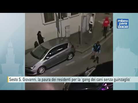 Video Sesto San Giovanni, niente presidio fisso contro la 'gang dei cani'. La rabbia dei residenti