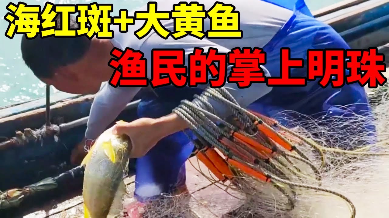 出海捕鱼运气爆炸，一个网就收获6条黄花鱼，一条大红斑都要两斤