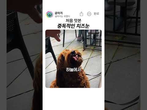 맛있는 치즈눈 thumbnail