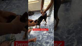 Ivermectin Injection For Dogs Neomac Injection Subcutaneous Injection