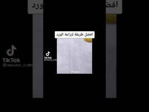 فيديو: كالاتيا فارشيفيتش (25 صورة): رعاية زهرة في المنزل. طرق تكاثرها. الأمراض المحتملة وعلاجها