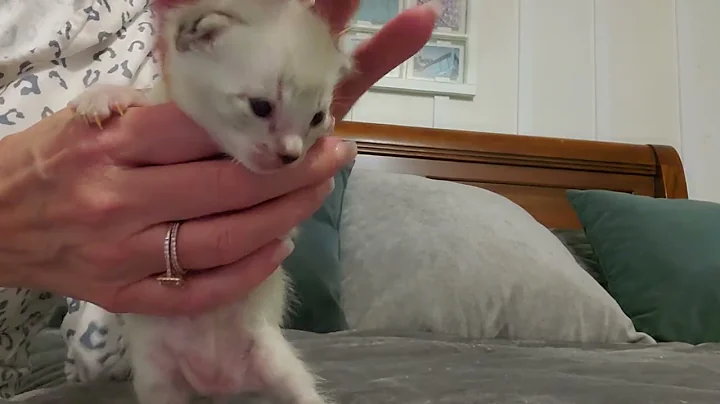 Watch the video about "Zander" (Brown Collar Boy - Wildrosebengals Halo x WildroseBG Titan)