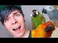 BATHING ALL OF MY BIRDS! | Sun Conure, African Grey, & Severe Macaw