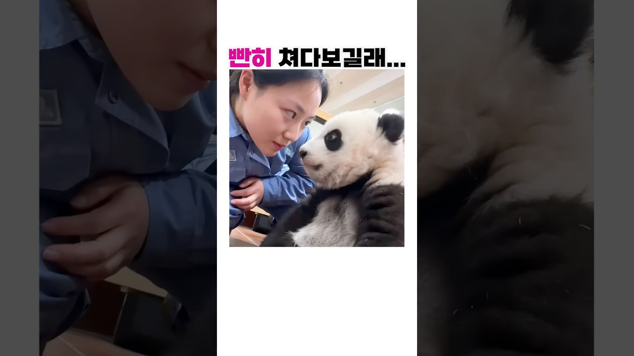 아기 판다와 눈싸움하면 생기는 일 🐼💦