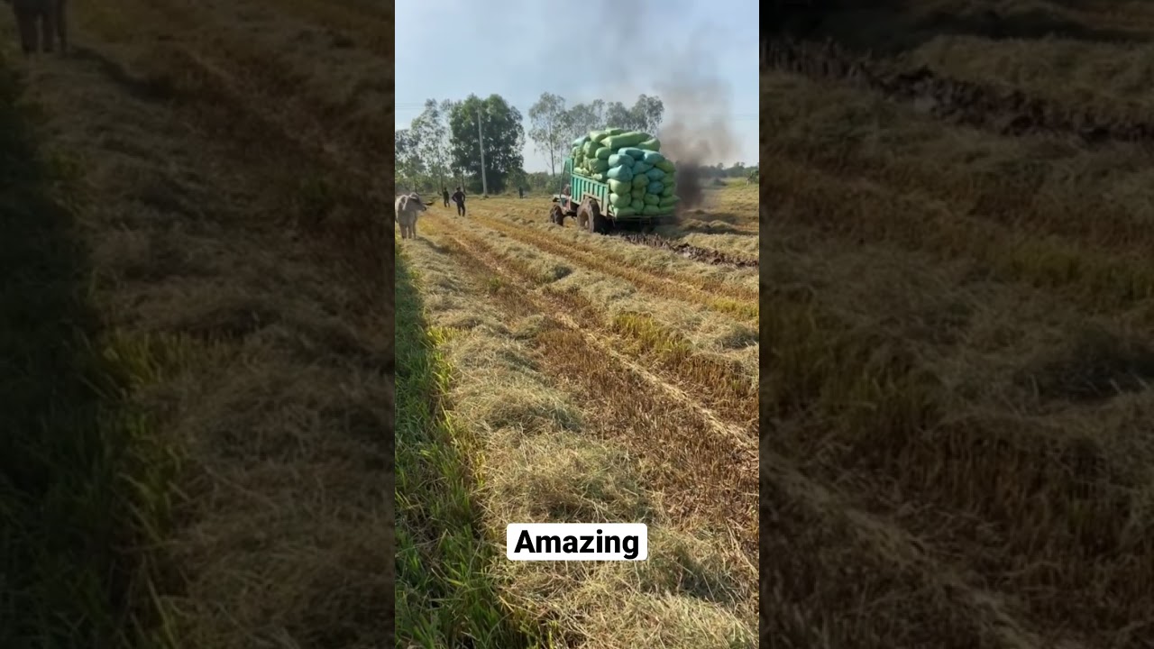 Transport paddy from rice fields 