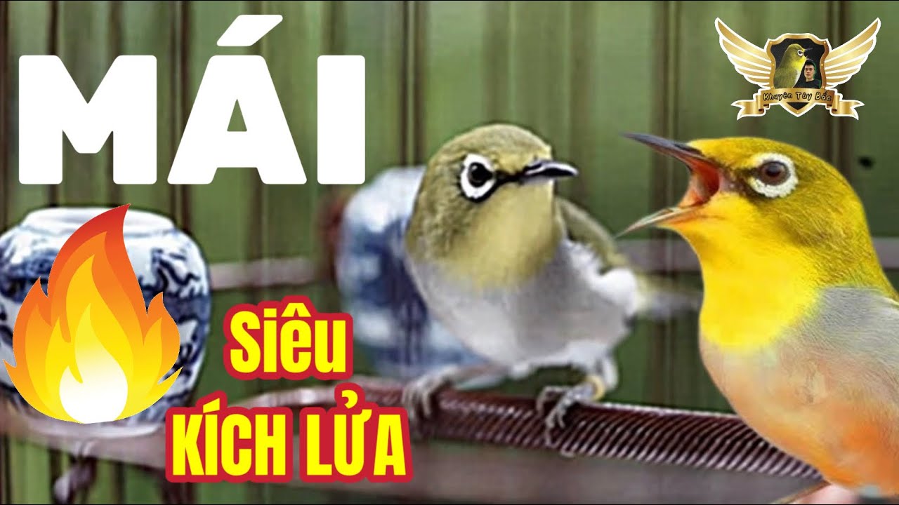 Khuyên Mái SIÊU KÍCH LỬA - NGHE LÀ LÊN - dành cho chim từ Bổi Mộc đến chim Thi Đấu | KTB