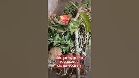 Tầm gửi cây gạo tía,bổ gan thận,mạnh gân xương