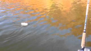 Trophy Ridge Planer Boards and Claytor Lake Striper