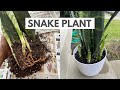 Repotting a SNAKE PLANT | How to Repot a plant for Beginners!