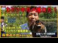 やっとカミツキガメ捕れた!罠40+60+130+15!静岡県麻機遊水地カミツキガメ捕獲調査2026 ≫ 生物ハンター加藤英明【公式】かとチャン