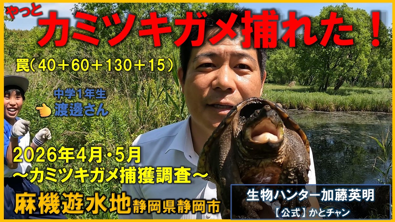 やっとカミツキガメ捕れた!罠40+60+130+15!静岡県麻機遊水地カミツキガメ捕獲調査2026 ≫ 生物ハンター加藤英明【公式】かとチャン