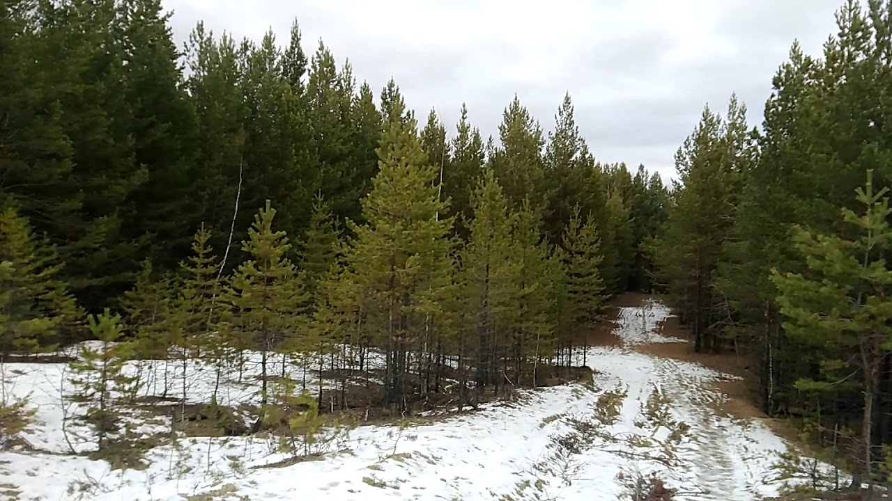 На опушке соснового леса вблизи дороги. - YouTube