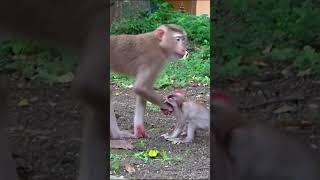 Life of Monkeys: The bustling daily life of a mother monkey and her baby.