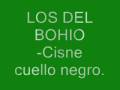 Los del Bohio-Cisne cuello negro