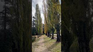 Falling Into Autumn 🍂 #australiadiaries #autumn #highcountry #victoriaaustralia #viralvideo