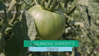 Solanaceae Diversity 2: Tomato