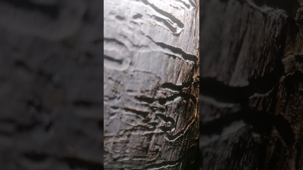 Жуки короеды