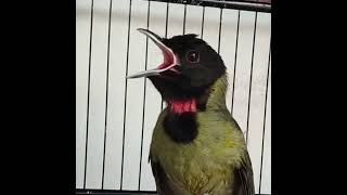 Download Lagu burung sejuta isian #masteranjuara MP3