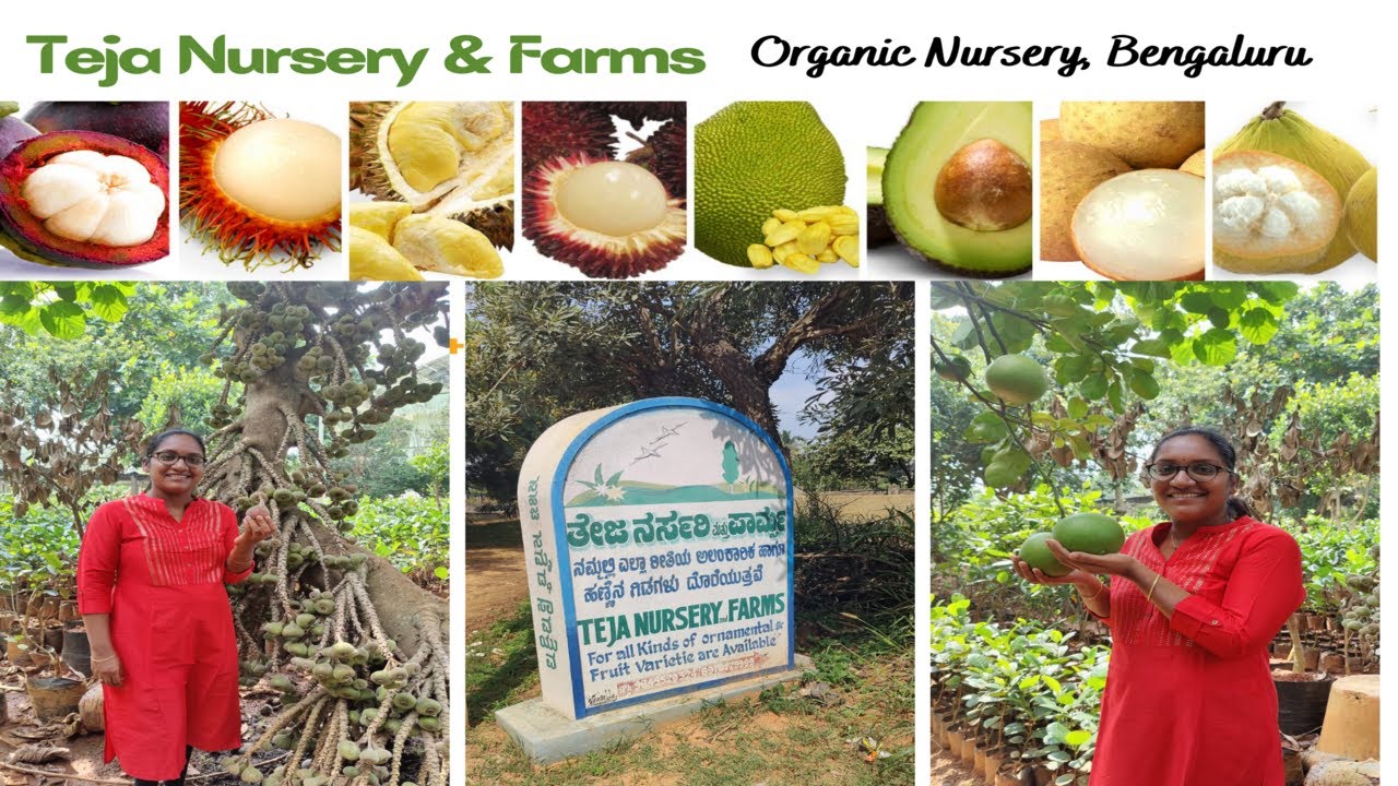Teja Nursery and Farms Certified Organic Nursery Bengaluru Part1