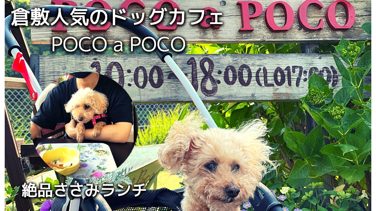 15歳シニア犬 倉敷初ドッグカフェに行く Poco A Poco Youtube