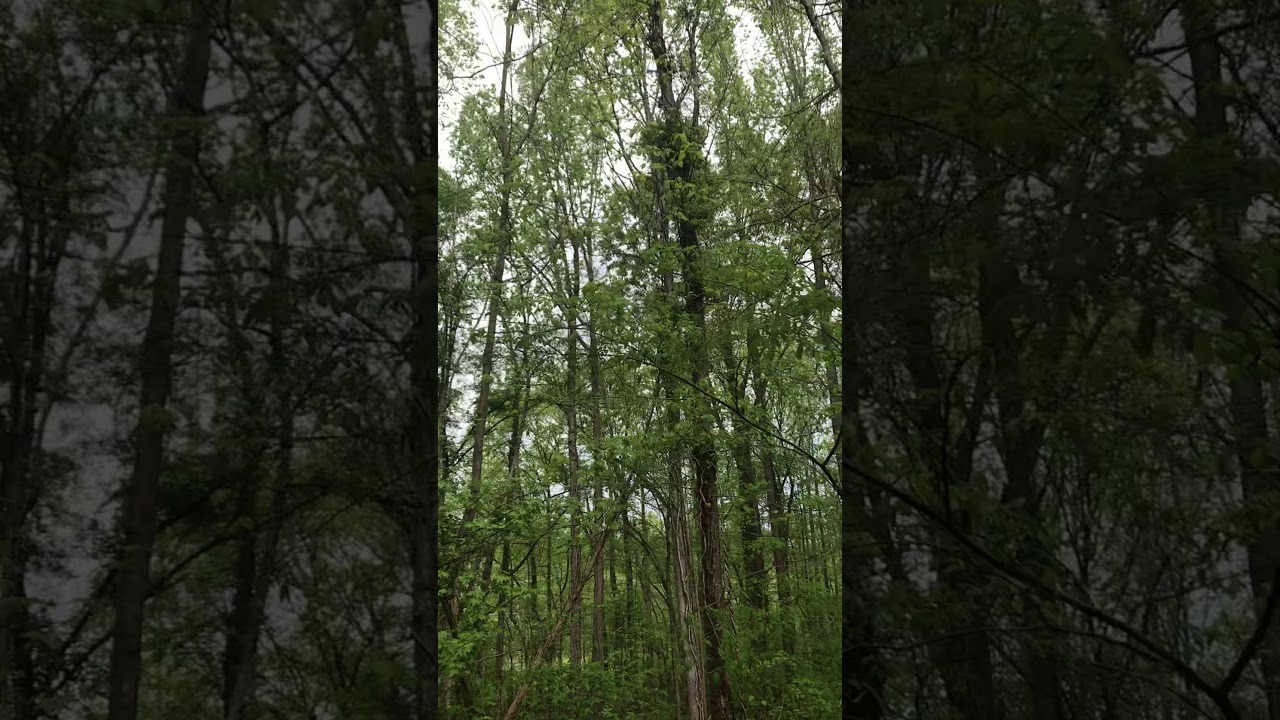 Шум в лесу - YouTube