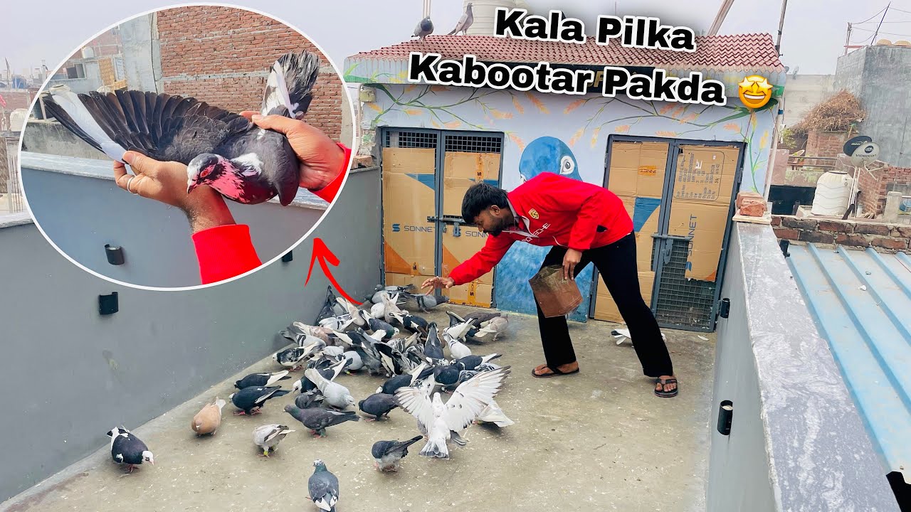 काला पिलका कबूतर पकड़ा आज 😱| Kaala Pilka Kabootar Pakda 😁| Day 5 | 