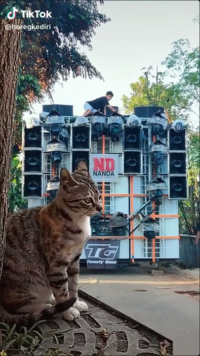 Nanda Audio membuat kucing kaget!!