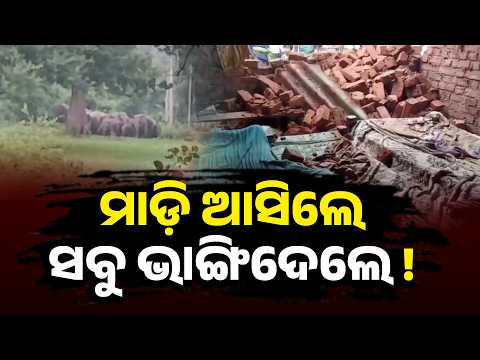 Elephant Terror in Balangir: Herd of 50 Elephants Creates Havoc, Destroys Houses and Crops