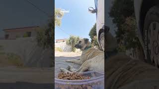 Sokak Hayvanlarını Beslemek Için Bulduğu Sevimli Teknik Yoğun Ilgi Görüyor