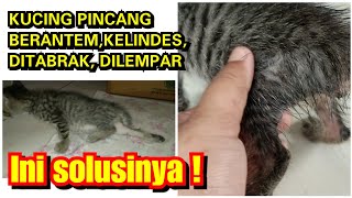 KUCING PINCANG, KAKI KUCING PINCANG, KUCING KESELEO ? ini 0batnya !