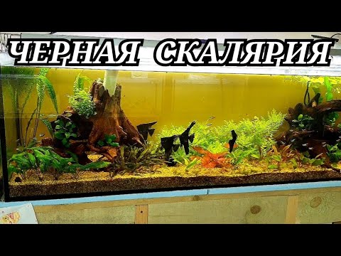 Черная Скалярия на разводне! Продал меченосцев, освободился аквариум под новую партию