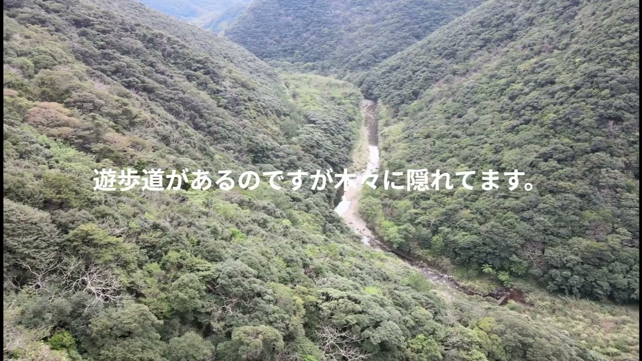 奄美　ルアー投げの様子　ふなんぎょの滝ドローン撮影　サシバ　緋寒桜の様子などです。