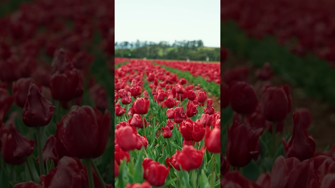 Table Cape Tulip Farm 🌷